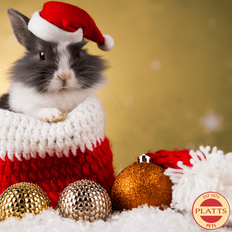 christmas-names-top-40-christmas-names-for-pets-for-2023-platts-pets