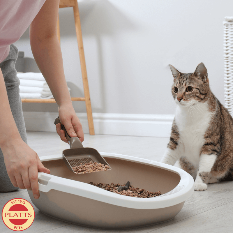 How often should you change cat litter Platts Pets