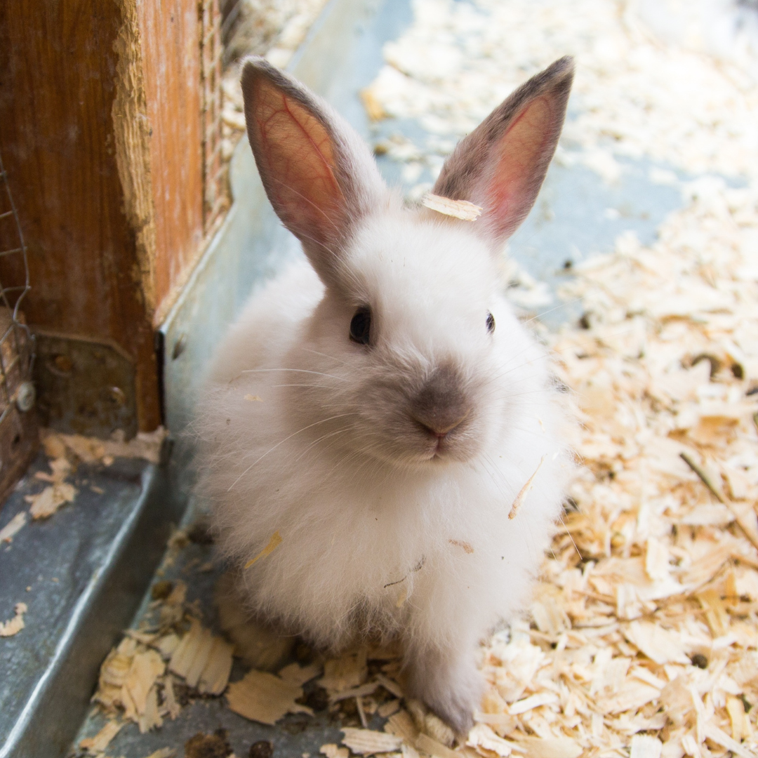 Bringing Outdoor Pets Indoors