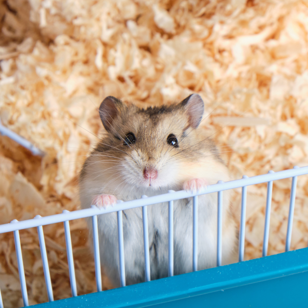 Setting up a cosy enclosure with Platts Bedding