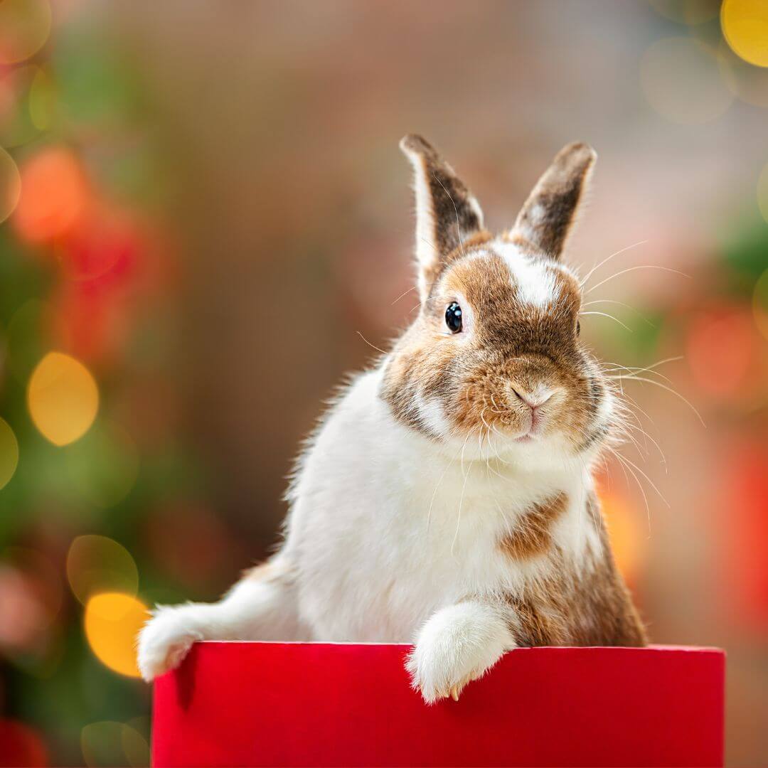 Why Pets are for Life, Not Just for Christmas