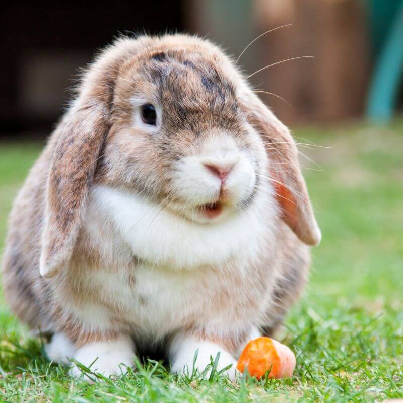 10 Fun Facts About Rabbits You Probably Didn't Know!