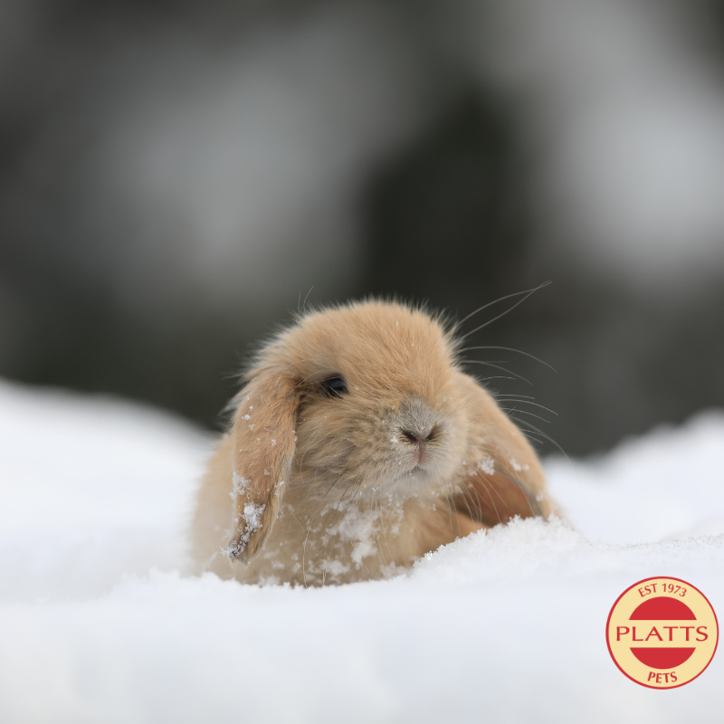 6 Tips for Keeping Small Pets Warm in Winter
