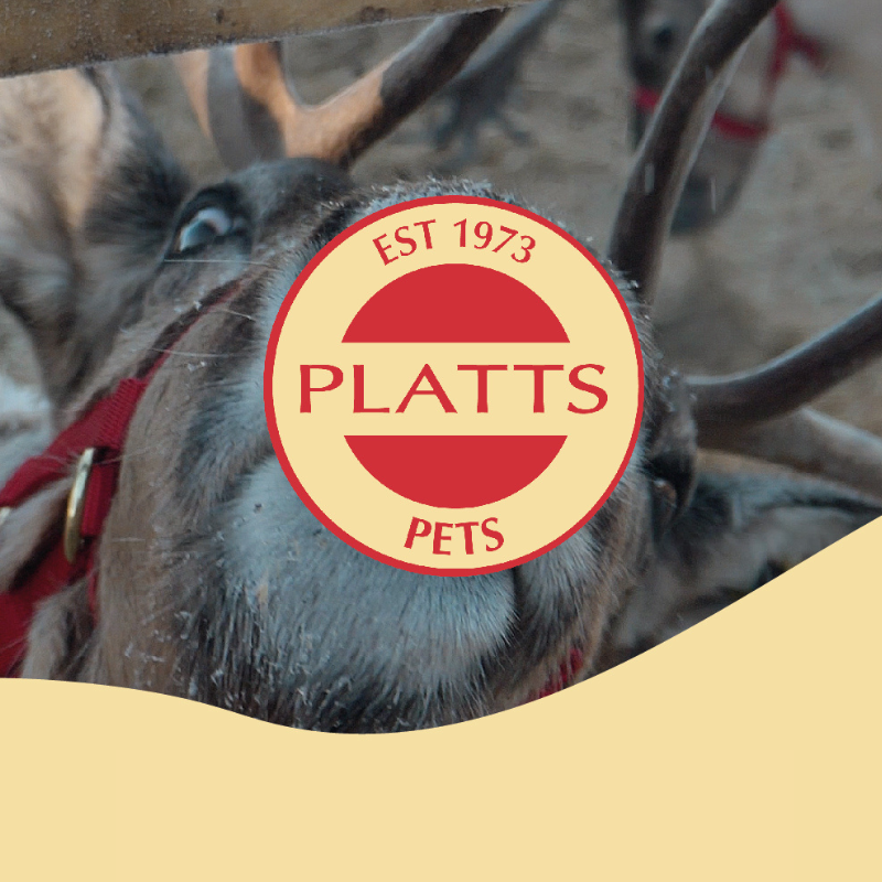 Rudolph's Rest: Enter to Win a Year's Supply of Pet Bedding