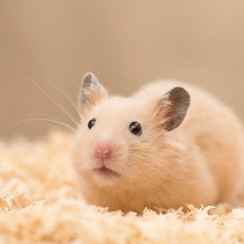 A Guide to Hamster Bedding and Cages