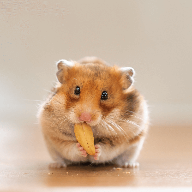 facts about hamsters