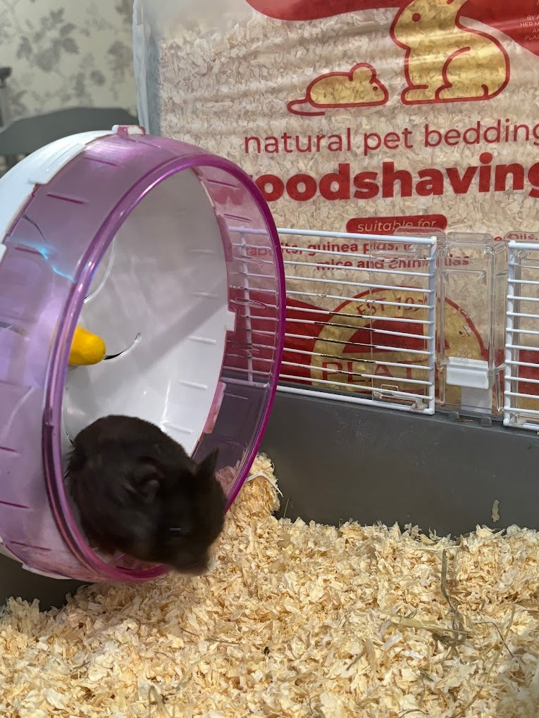Hamster on a purple wheel above woodshavings, with a Platts Pets bale behind.