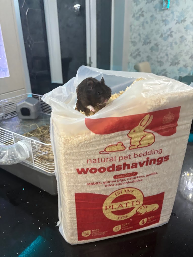 Hamster peeking out of an opened Platts Pets woodshavings pack.