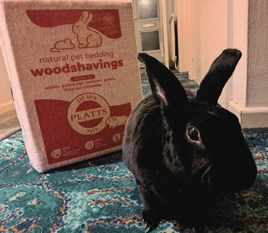 Black rabbit beside a Platts Pets woodshavings bale.