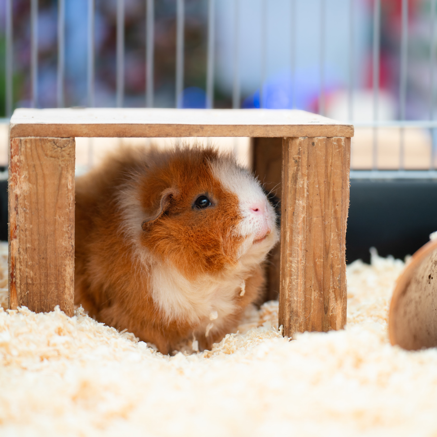 Guinea pig peeking out from a wooden hide on woodshavings.