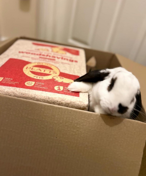 Rabbit enjoying Platts Pets bedding