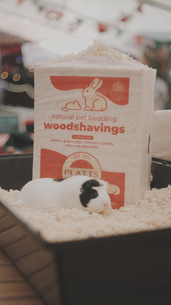 Guinea pigs exploring Platts Pets woodshavings bedding.
